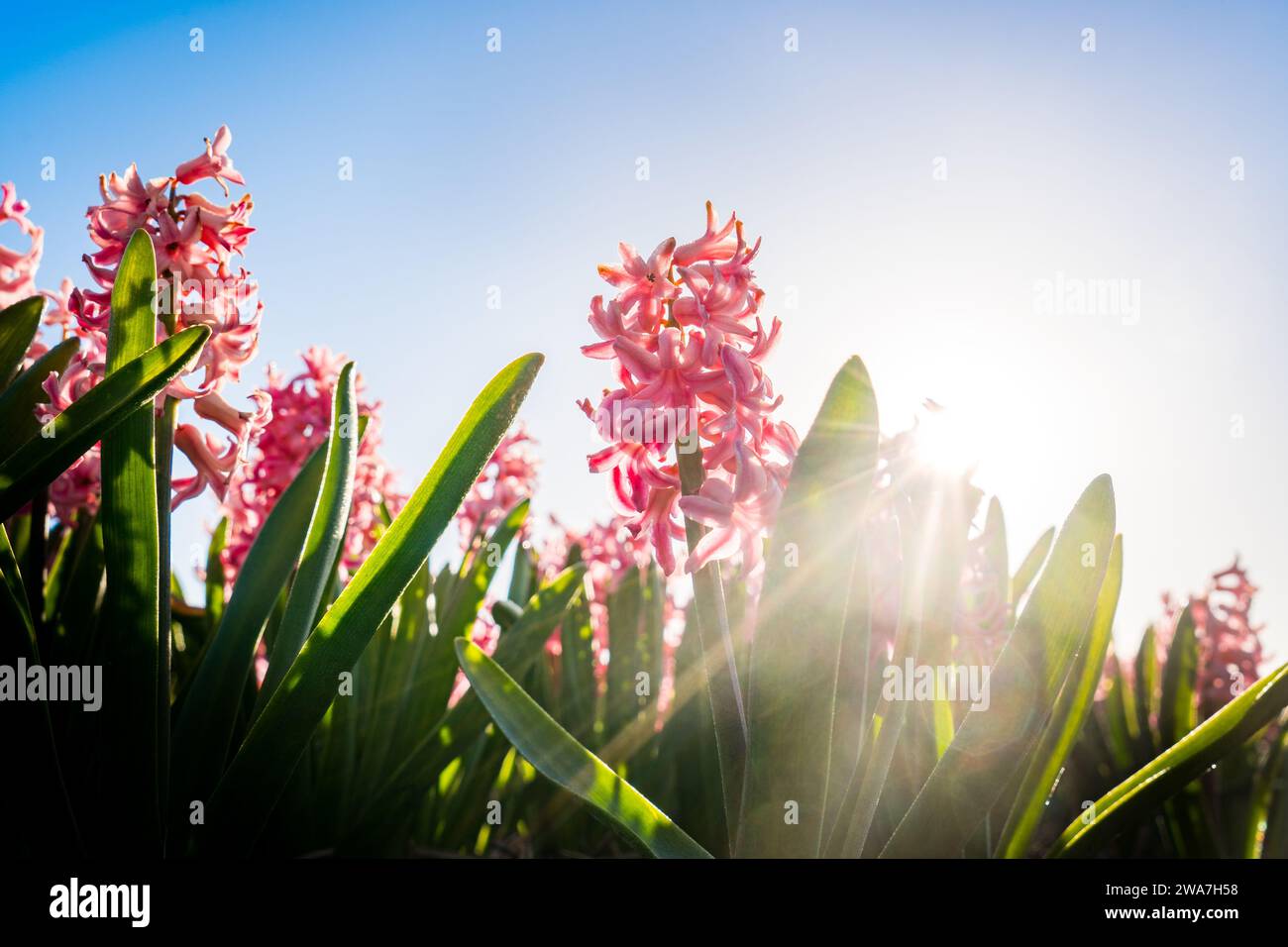 gros plan de fleurs de jacinthe rouge en hollande Banque D'Images