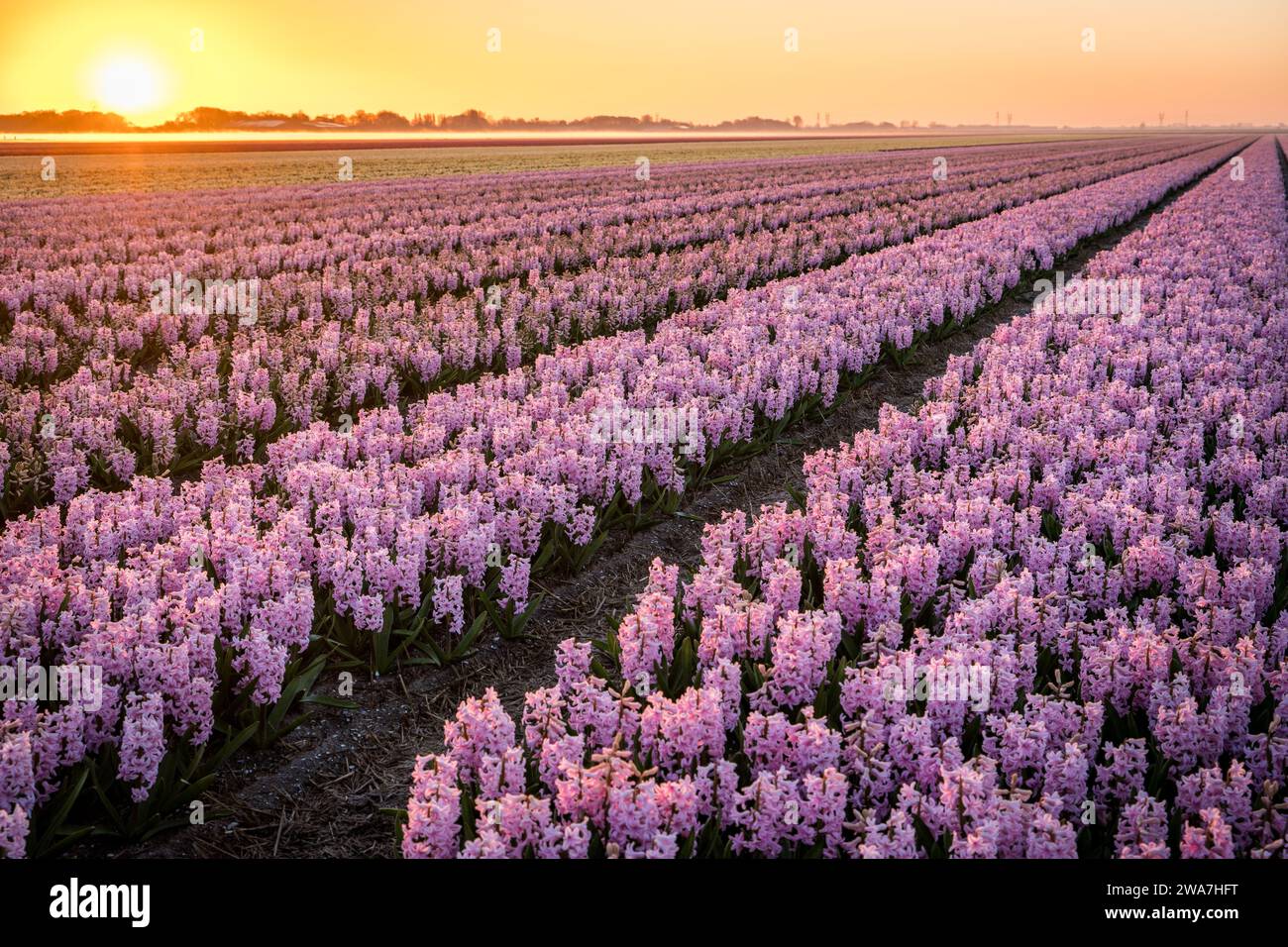 champ infini de jacinthes roses aux pays-bas Banque D'Images