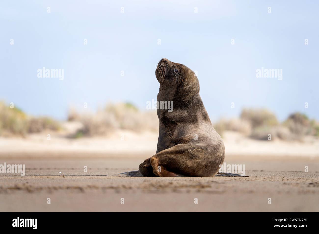 Le phoque à fourrure est couché sur la plage. Otarie à fourrure sud-américaine en Argentine. Mâle d'arctocephalus australis au cours de la journée. Banque D'Images