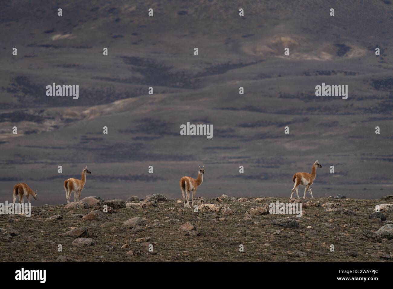 Troupeau de guanaco lama en Patagonie. Vaste terrain en Argentine. Lamas en Argentine. Banque D'Images Troupeau de guanaco lama en Patagonie. Vaste terrain en Argentine. Lamas en Argentine. Banque D'Images