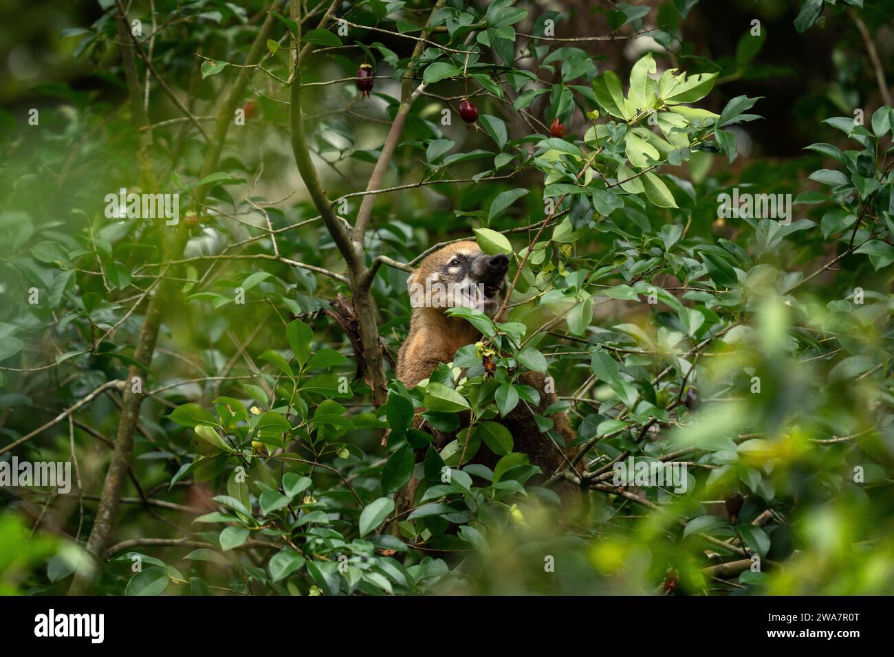 Le coati américain se nourrit dans la forêt. Coatis cherche de la nourriture dans le parc national des chutes d'Iguazu. Mammifères avec long museau et queues dans la forêt. Banque D'Images Le coati américain se nourrit dans la forêt. Coatis cherche de la nourriture dans le parc national des chutes d'Iguazu. Mammifères avec long museau et queues dans la forêt. Banque D'Images