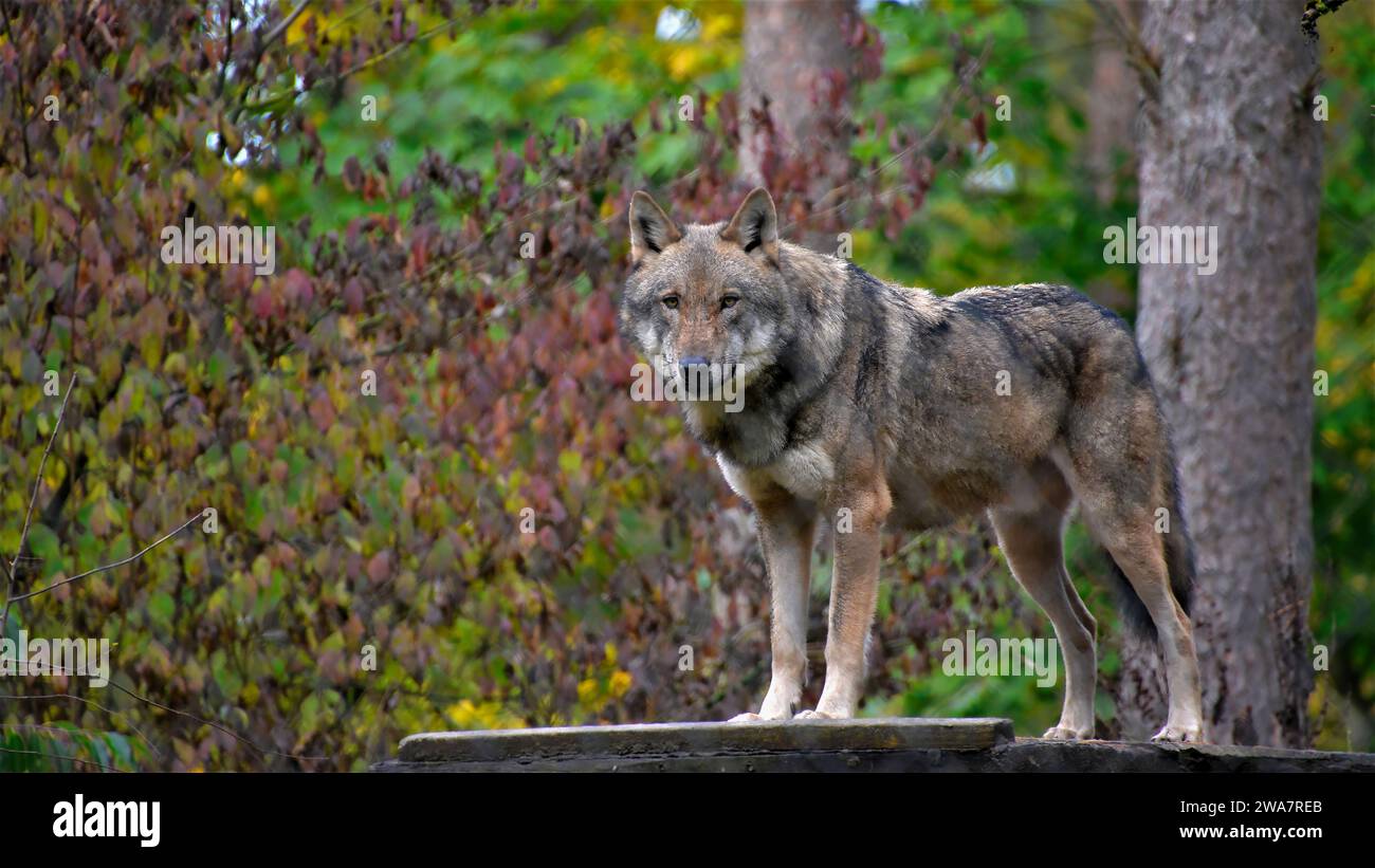 Le loup Mackenzie dans toute sa gloire se tient debout et regarde avec vigilance Banque D'Images