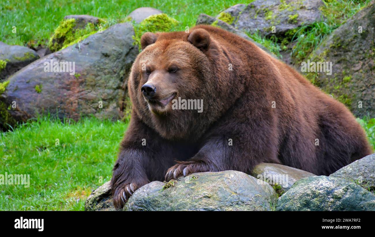 Ours grizzli, Ursus arctos horribilis, se trouve sur une montagne sur des pierres, ours adulte, heure d'été Banque D'Images