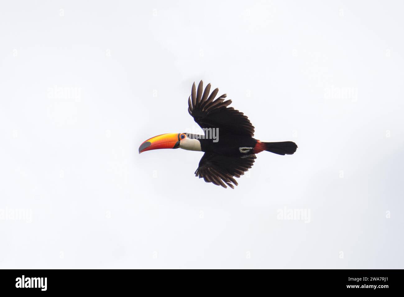 Toco toucan dans le parc national Iguazu chutes. Toucan dans la forêt tropicale. Oiseau exotique avec grand bec orange. Banque D'Images