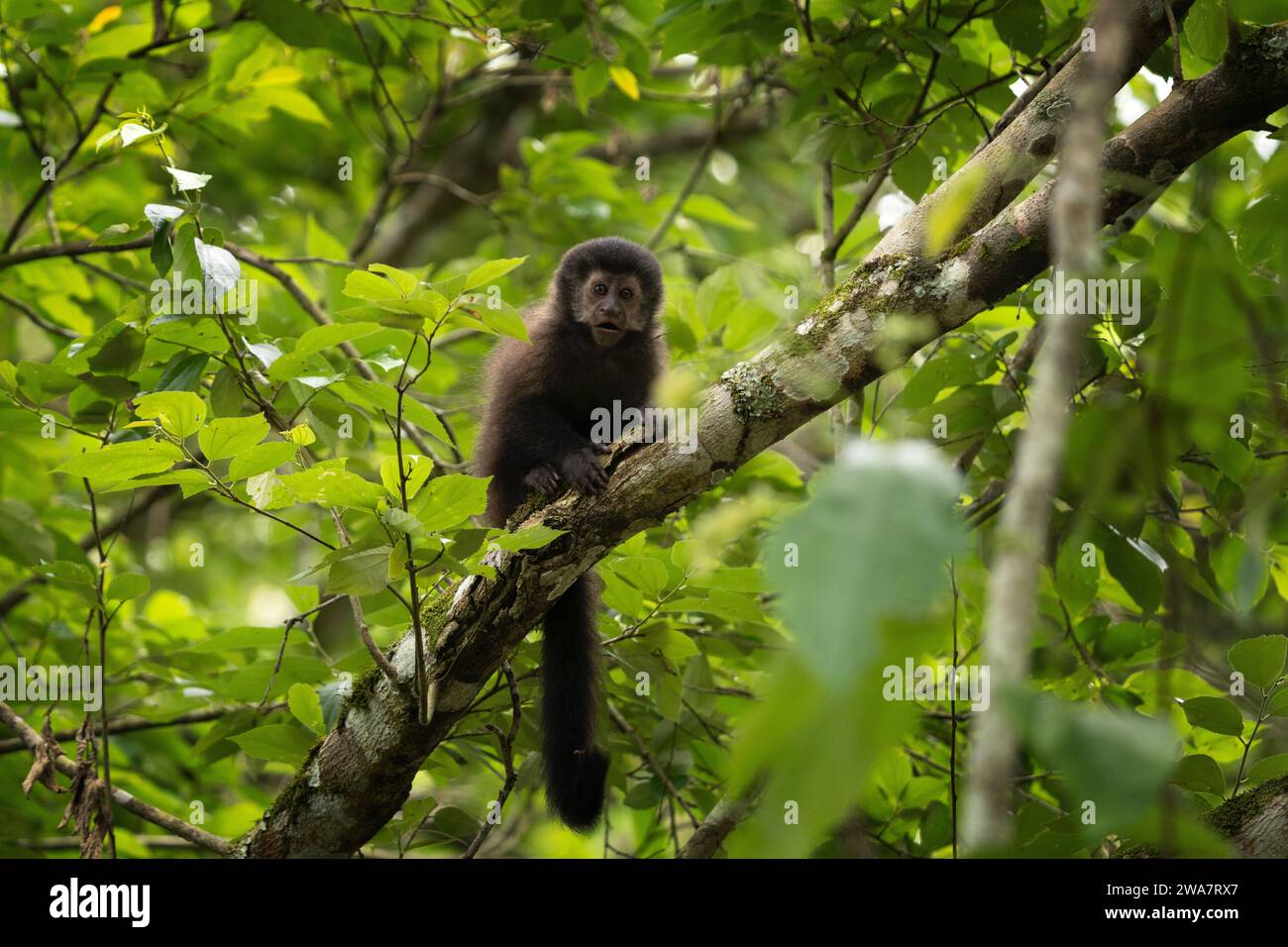 Singe capucin noir dans le parc national d'Iguazu Falls. Sapajus nigritus dans la forêt tropicale. De petits singes noirs grimpent dans la forêt Argentine. Banque D'Images Singe capucin noir dans le parc national d'Iguazu Falls. Sapajus nigritus dans la forêt tropicale. De petits singes noirs grimpent dans la forêt Argentine. Banque D'Images