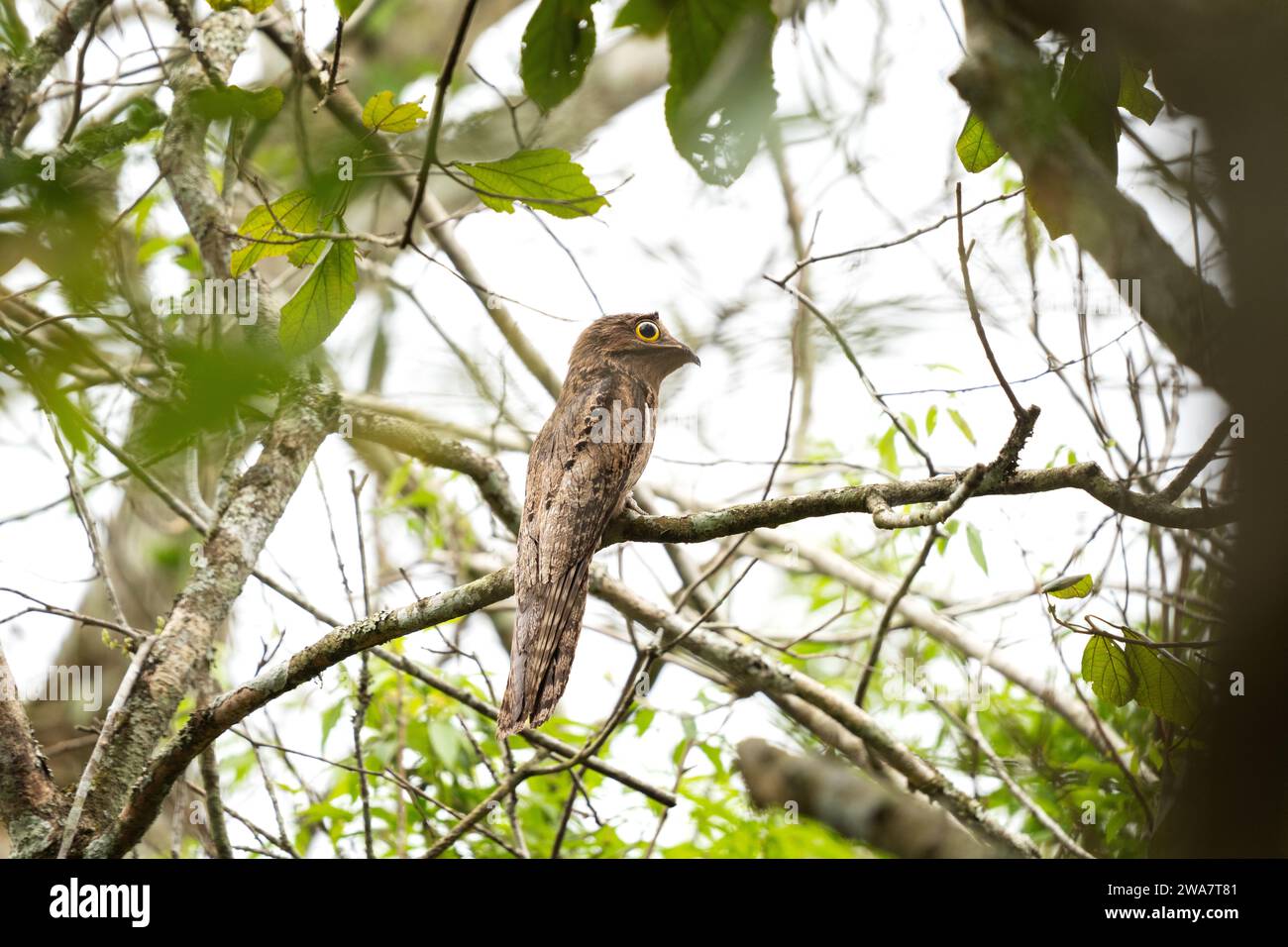 Potoo commun rare dans la forêt. Potoo à longue queue dans le parc national des chutes d'Iguazu. Banque D'Images Potoo commun rare dans la forêt. Potoo à longue queue dans le parc national des chutes d'Iguazu. Banque D'Images