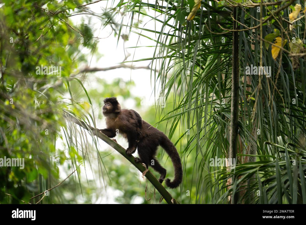 Singe capucin noir dans le parc national d'Iguazu Falls. Sapajus nigritus dans la forêt tropicale. De petits singes noirs grimpent dans la forêt Argentine. Banque D'Images Singe capucin noir dans le parc national d'Iguazu Falls. Sapajus nigritus dans la forêt tropicale. De petits singes noirs grimpent dans la forêt Argentine. Banque D'Images