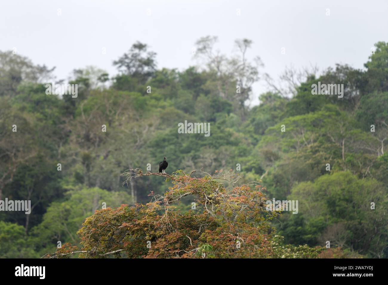 Le vautour noir est assis sur l'arbre dans le parc national des chutes d'iguazu. Coragyps atratus repose dans la forêt. Banque D'Images Le vautour noir est assis sur l'arbre dans le parc national des chutes d'iguazu. Coragyps atratus repose dans la forêt. Banque D'Images