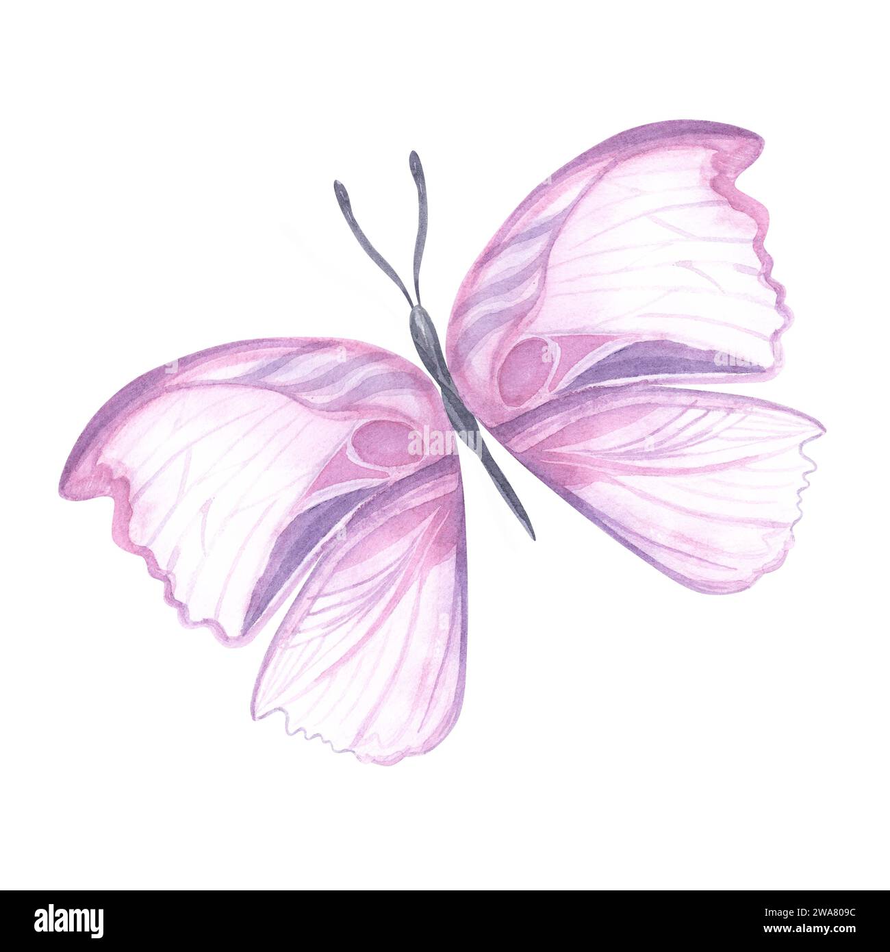 Papillon rose Aquarelle papillons colorés, isolé sur fond blanc. Illustration de printemps papillon rose et lilas papillon. Elément pour desi Banque D'Images