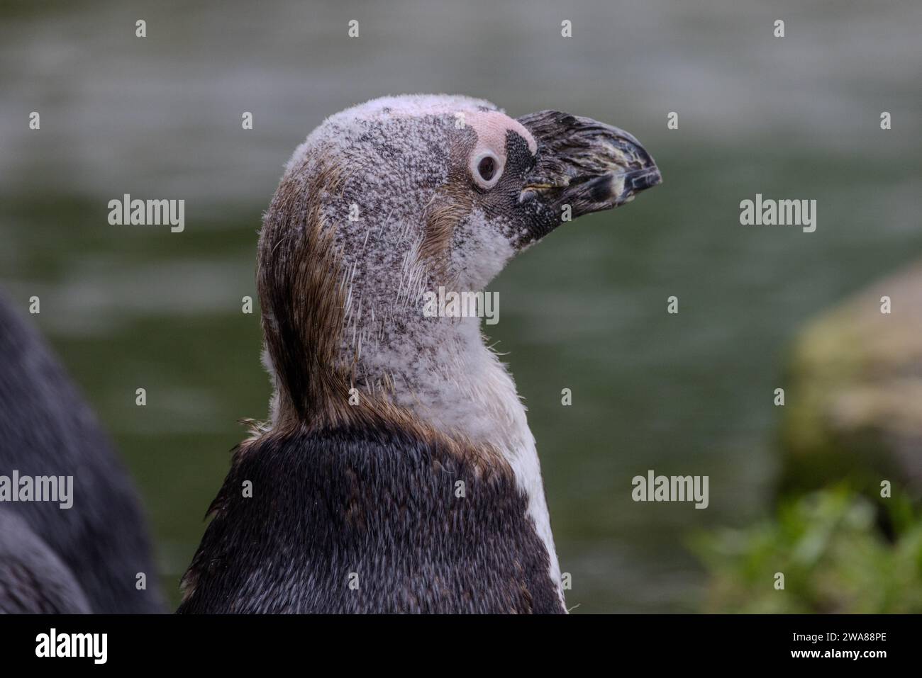 Ce gros plan représente un pingouin africain au milieu de sa phase de mue, un processus naturel où les vieilles plumes sont jetées pour faire place à une nouvelle croissance. L'aspect inégal du plumage du pingouin, avec des zones de couverture clairsemée, met en évidence le processus de mue. L'expression poignante de l'oiseau et les couleurs fanées de ses plumes suggèrent la vulnérabilité, mais c'est une étape critique pour le renouvellement de son manteau imperméable. Le fond flou de l'eau et du feuillage souligne l'environnement naturel du pingouin. Le Molt du pingouin africain. Photo de haute qualité Banque D'Images