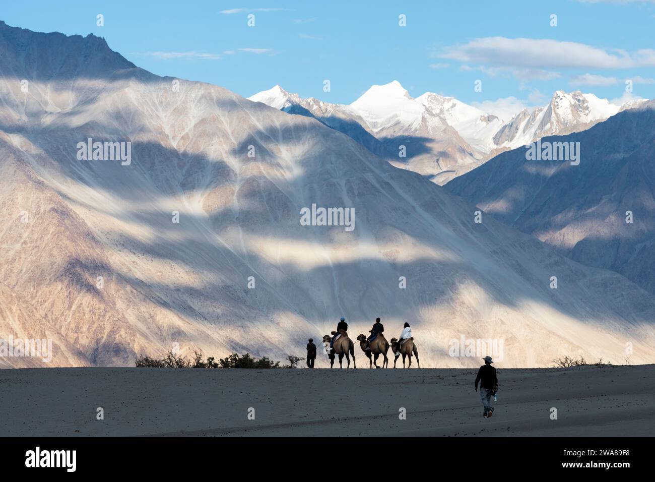 Touristes chevauchant des chameaux dans les dunes le long de la rivière Shyok, Diskit, Nubra Valley du district de Leh du Ladakh, Inde. Banque D'Images