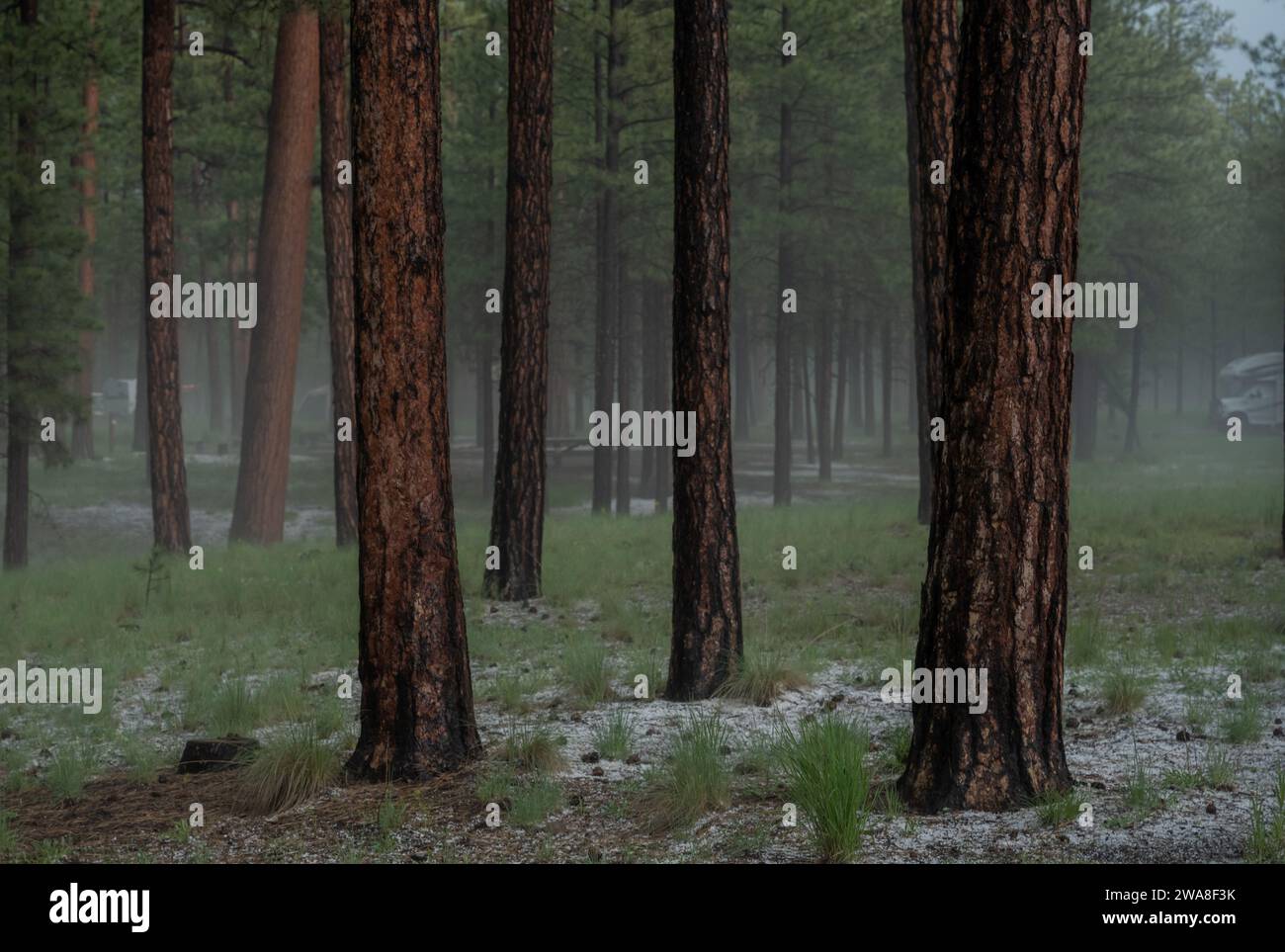 Le brouillard persiste après la tempête de pluie dans les montagnes du Nouveau-Mexique au terrain de camping de Jemez Falls Banque D'Images