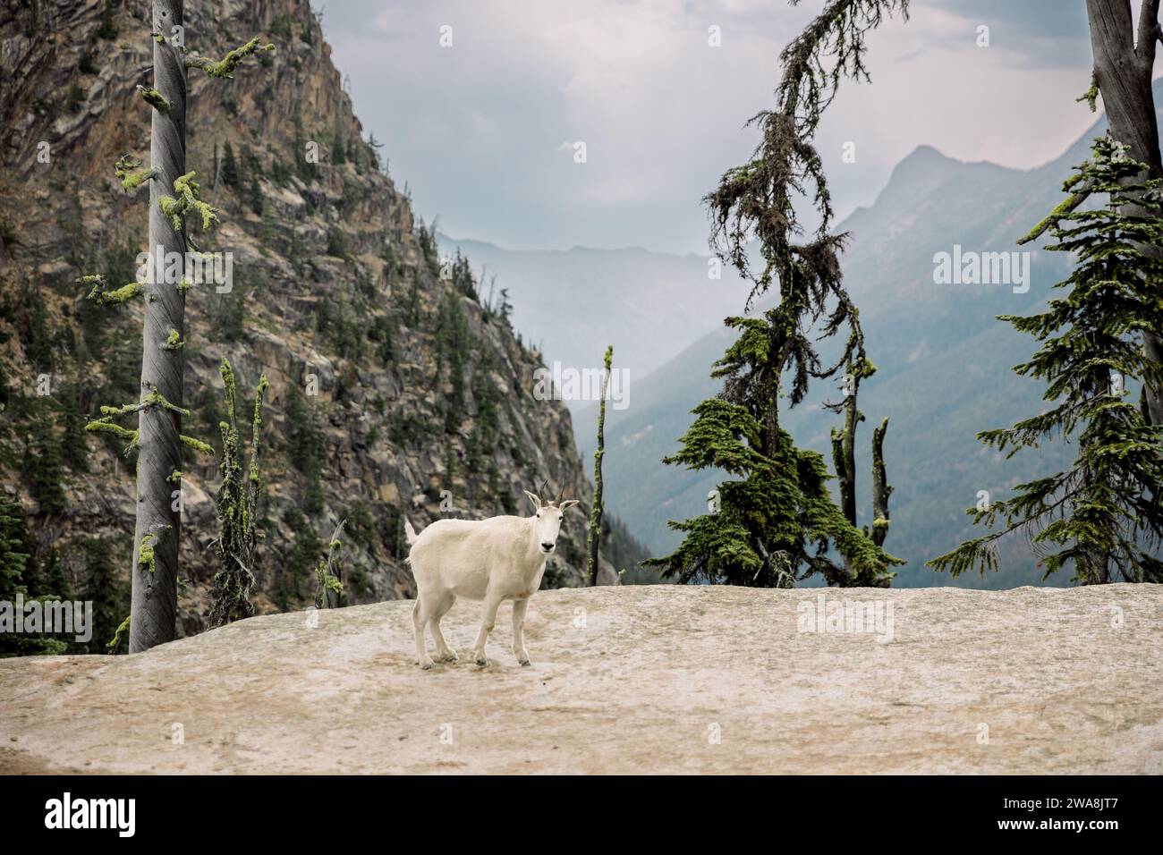 Chèvre des montagnes Rocheuses Banque D'Images