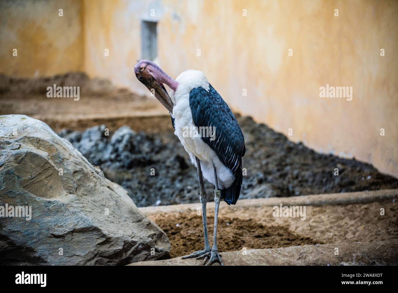 Granby, Québec - 31 2023 décembre : vautour dans le zoo de Granby en hiver Banque D'Images