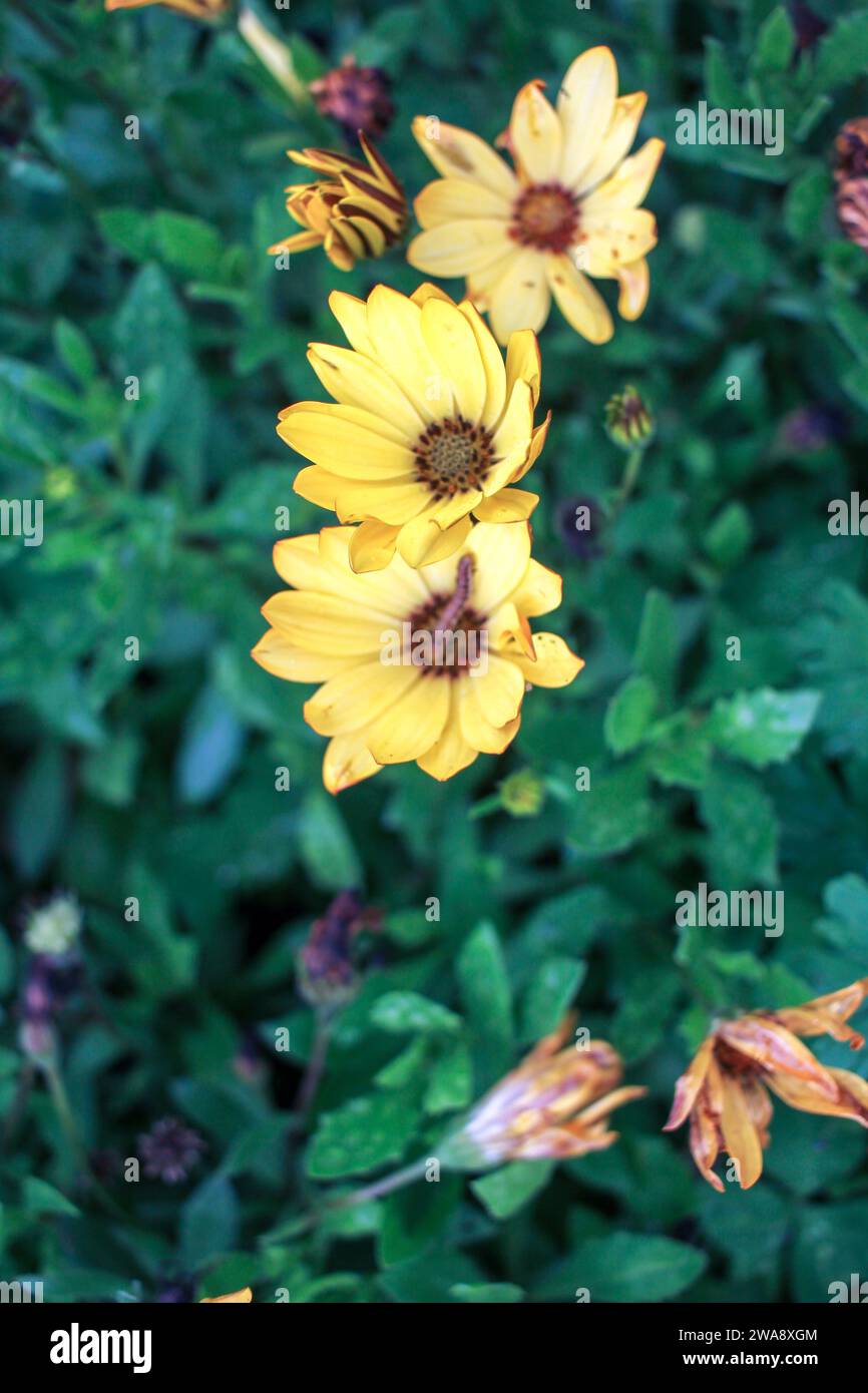 Palette de la nature : un kaléidoscope de fleurs printanières Banque D'Images