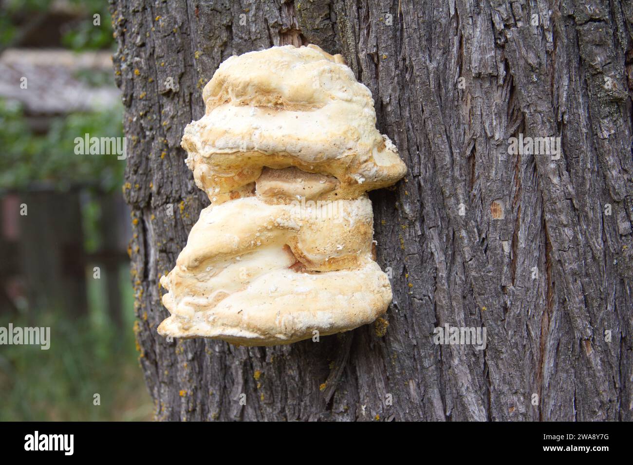 Jaune beau champignon d'étain sur un tronc d'arbre Banque D'Images