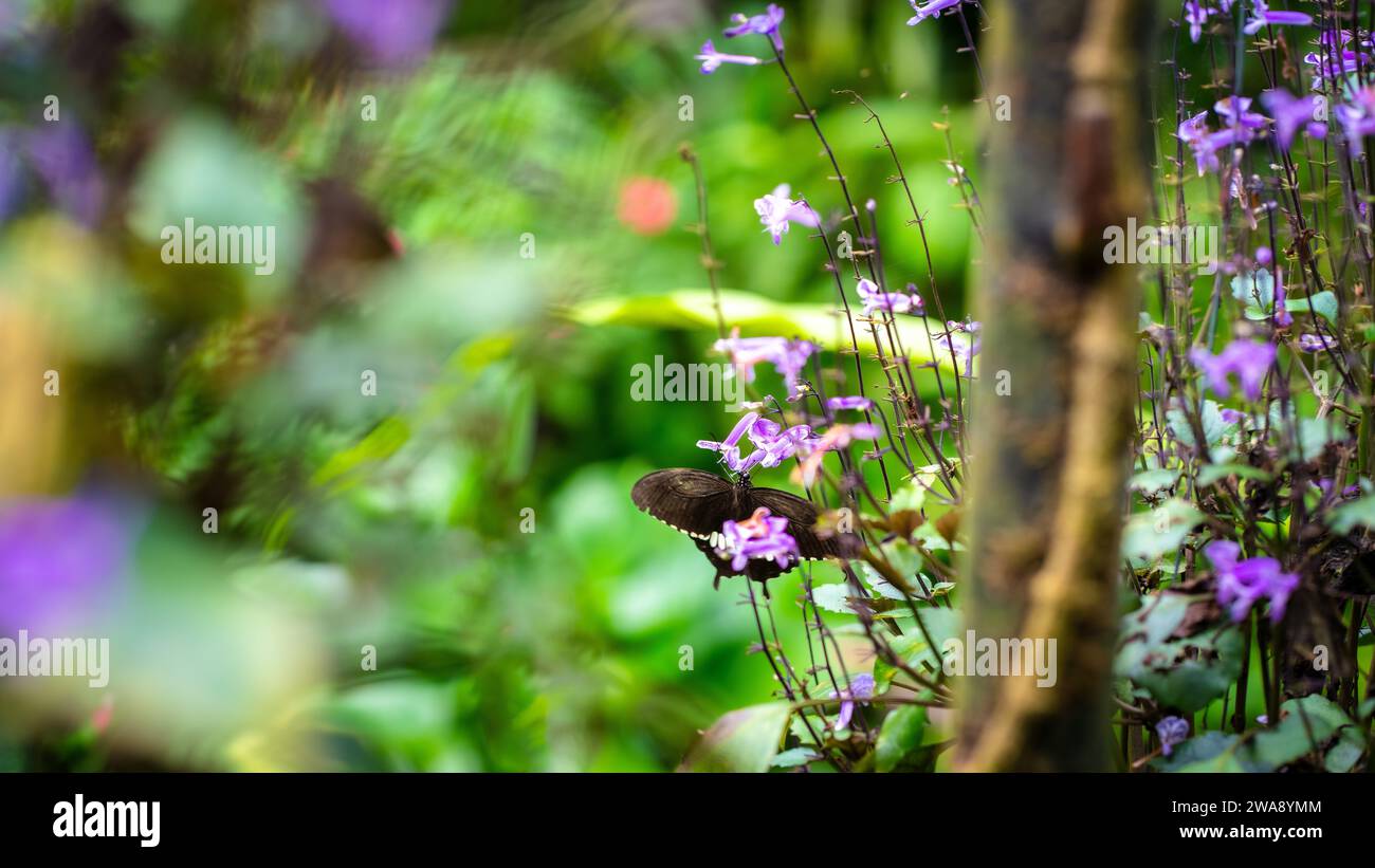 Beau jardin avec des fleurs violettes et papillon. Concept de fond de beauté de la nature. Banque D'Images