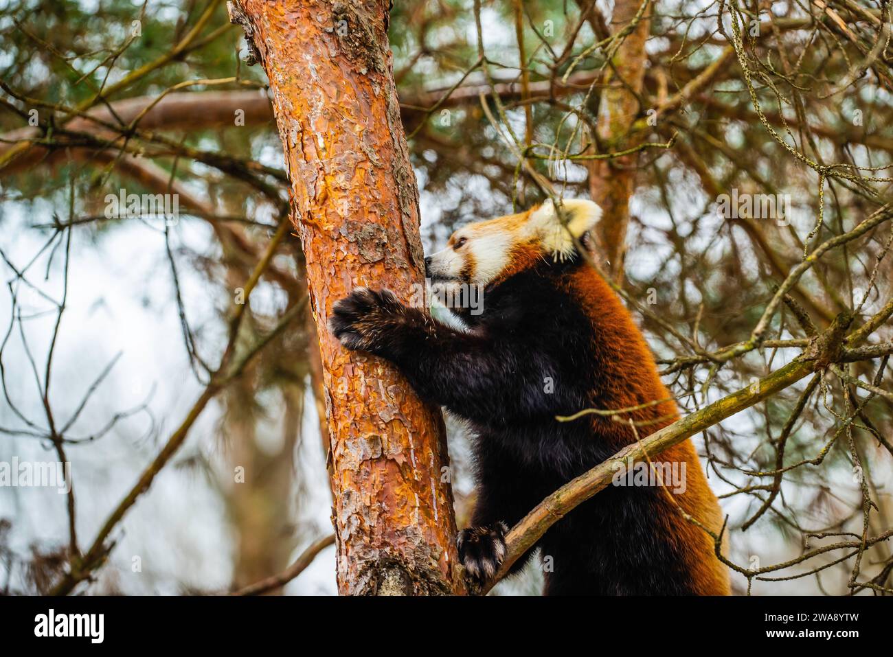 Granby, Québec - 31 2023 décembre : Panda rouge dans le zoo de Granby en hiver Banque D'Images
