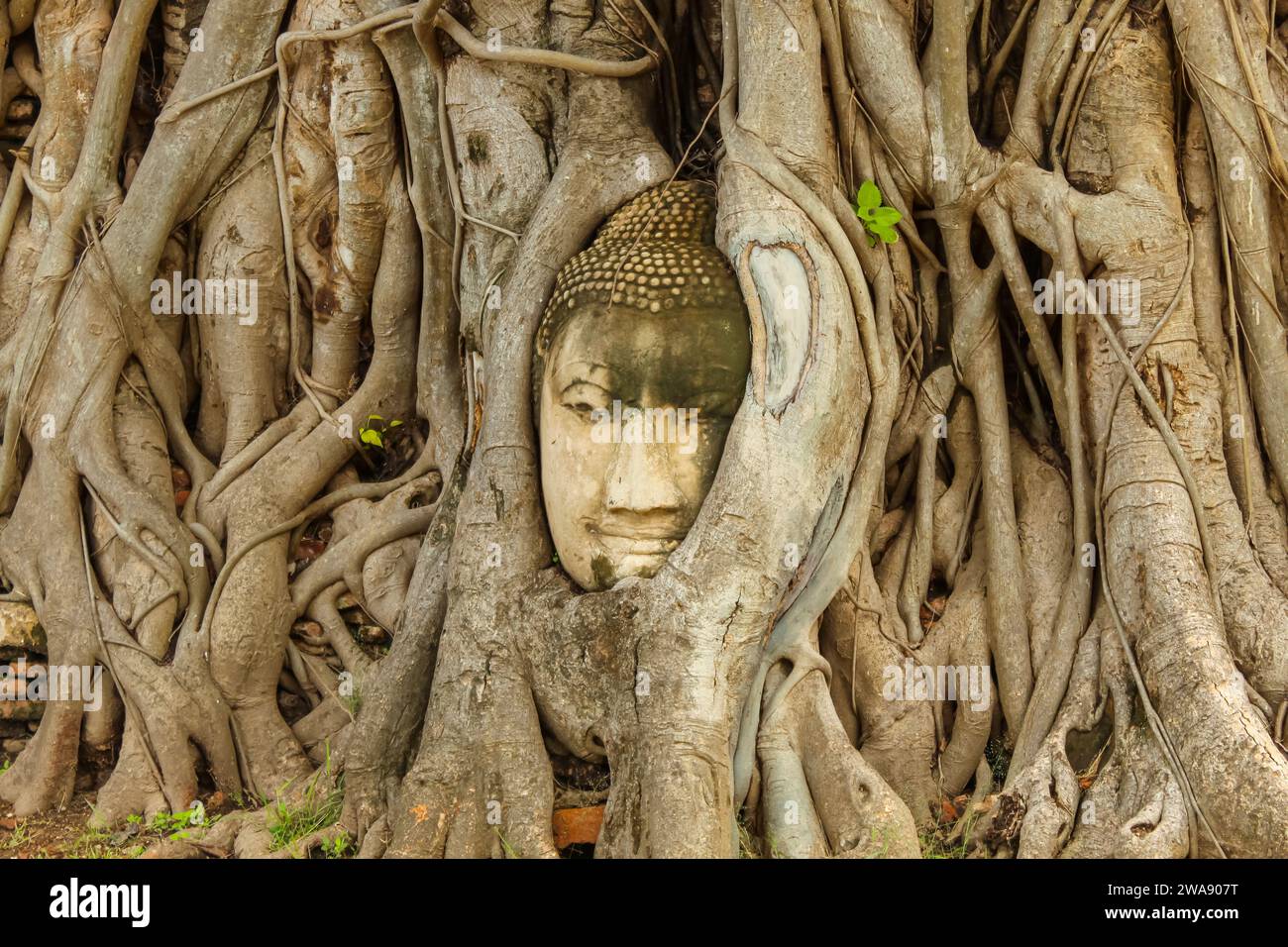 Tête de Bouddha encastrée dans un arbre banyan à Wat Mahathat, Ayutthaya, Thaïlande Banque D'Images