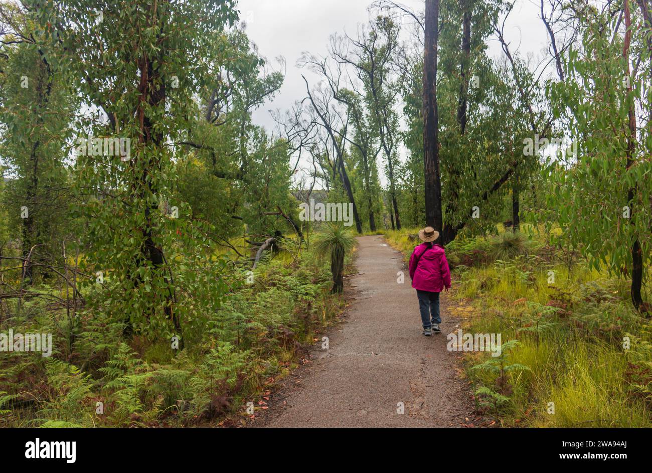 Une femme sur le sentier du Bush dans le parc national de Grampian, Victoria Australie. Banque D'Images