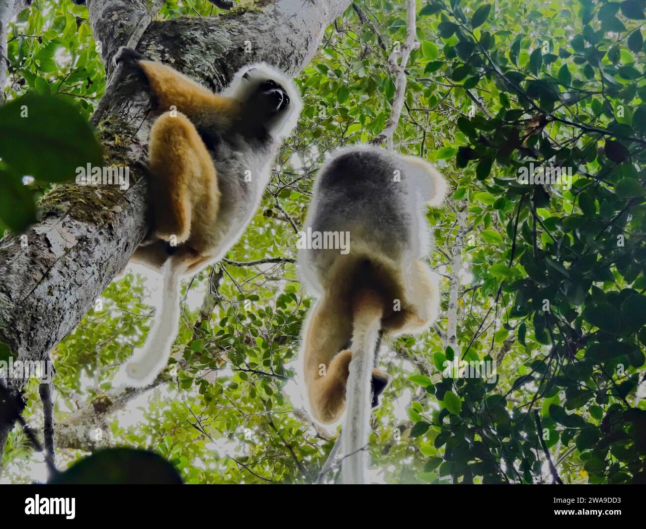 Diademed Sifaka haute observation des arbres dans la réserve d'Analamazaotra, Andasibe, Madagascar - septembre 2023 Banque D'Images