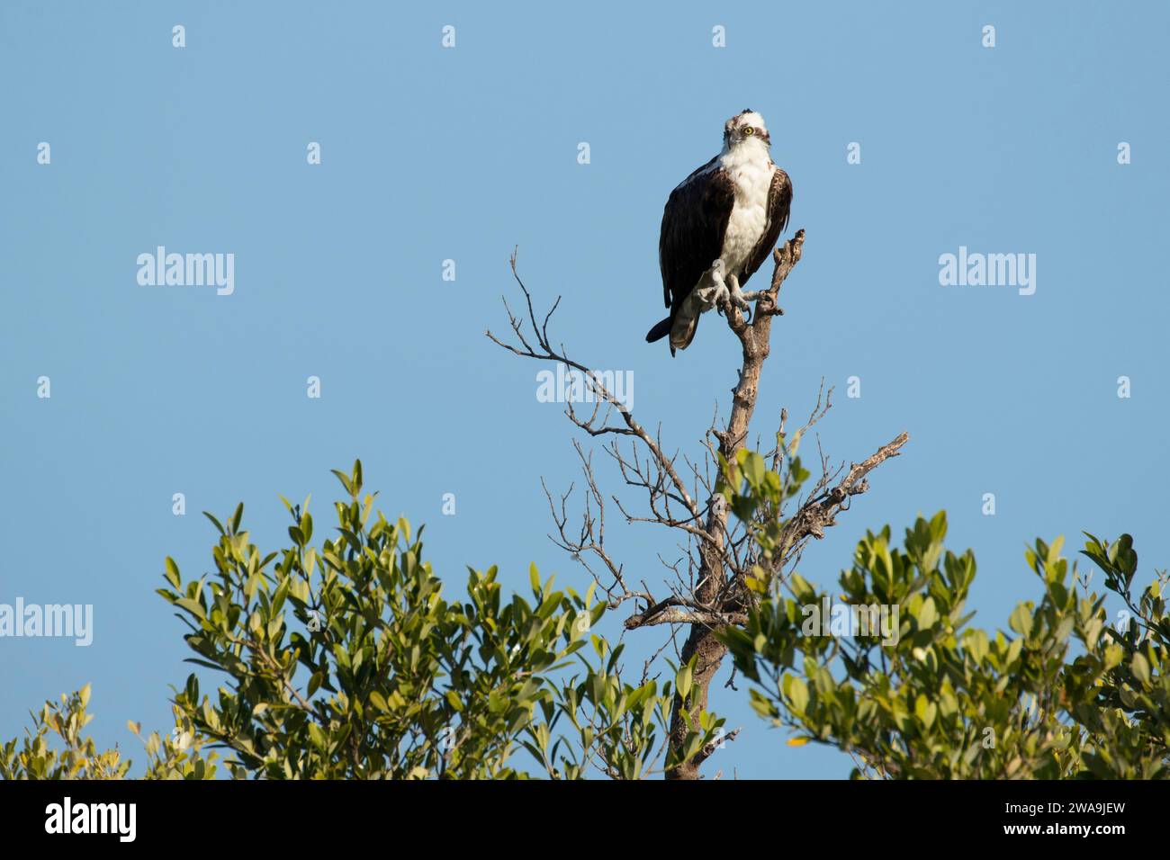 Osprey (Pandion haliaetus), Jack Island Preserve State Park, fort Pierce, Floride Banque D'Images