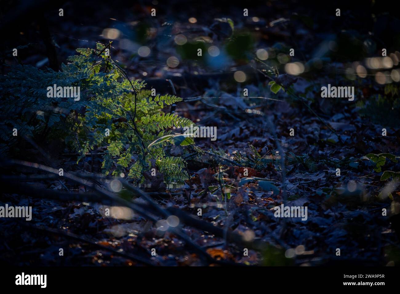 Une image sereine représentant une fougère sous la lumière du soleil tacheté dans une forêt dense. L'image joue avec la lumière et l'ombre, avec le soleil traversant la canopée pour mettre en lumière la fougère contre un sol sombre de forêt jonché de feuilles et de brindilles. L'effet bokeh créé par le filtrage de la lumière du soleil à travers les feuilles ajoute une qualité rêveuse et éthérée à l'image. Le contraste entre la fougère illuminée et l'environnement plus sombre souligne la structure délicate de la plante et sa couleur verte vibrante. Lumière tamisée sur les fougères forestières. Photo de haute qualité Banque D'Images