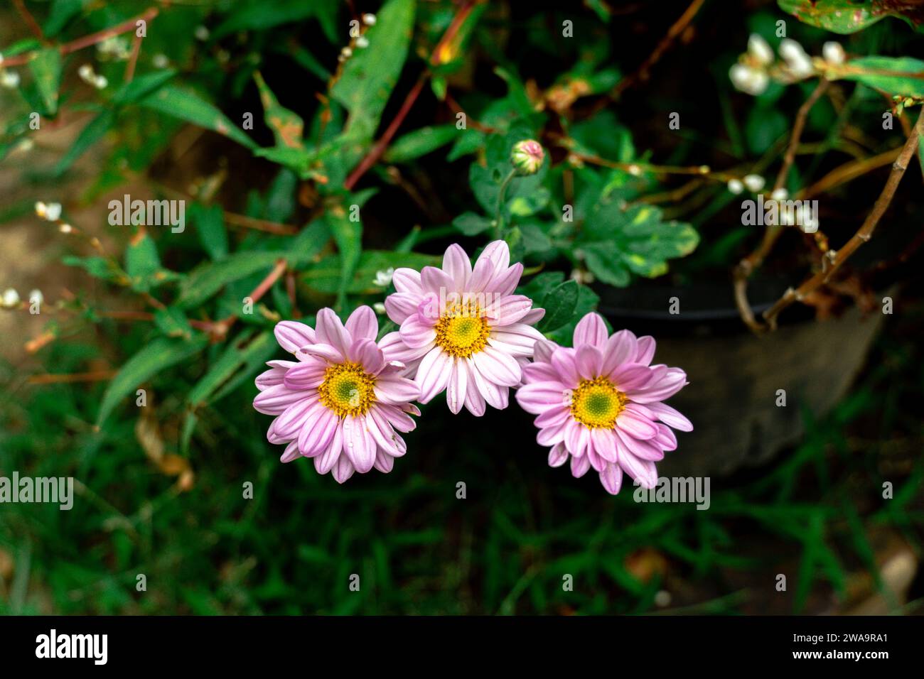 Un lit de marguérites sauvages et roses vues directement au-dessus. Fleurs d'argyranthème rose pâle avec centre jaune. fleur rose. Banque D'Images