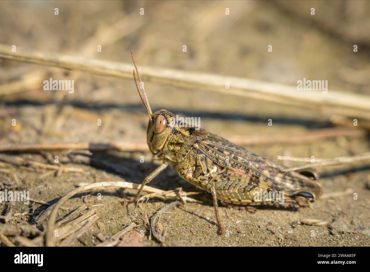 Un criquet italien (Calliptamus italicus) reposant sur le sol, journée ensoleillée en été, Vienne (Autriche) Banque D'Images