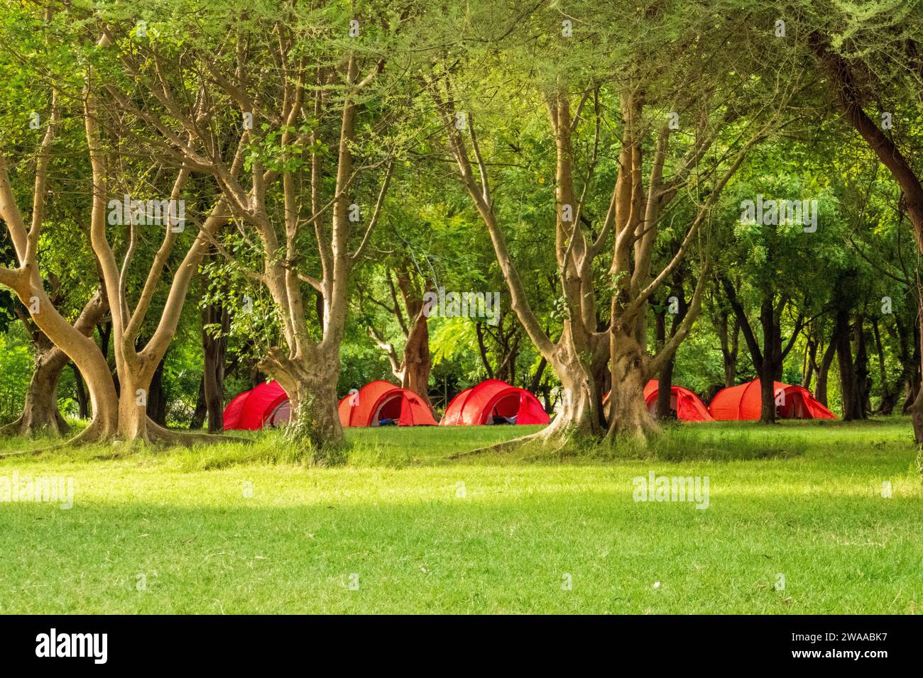 Tentes de camping dans la forêt de la zone de conservation de Ngorongoro en Tanzanie Banque D'Images