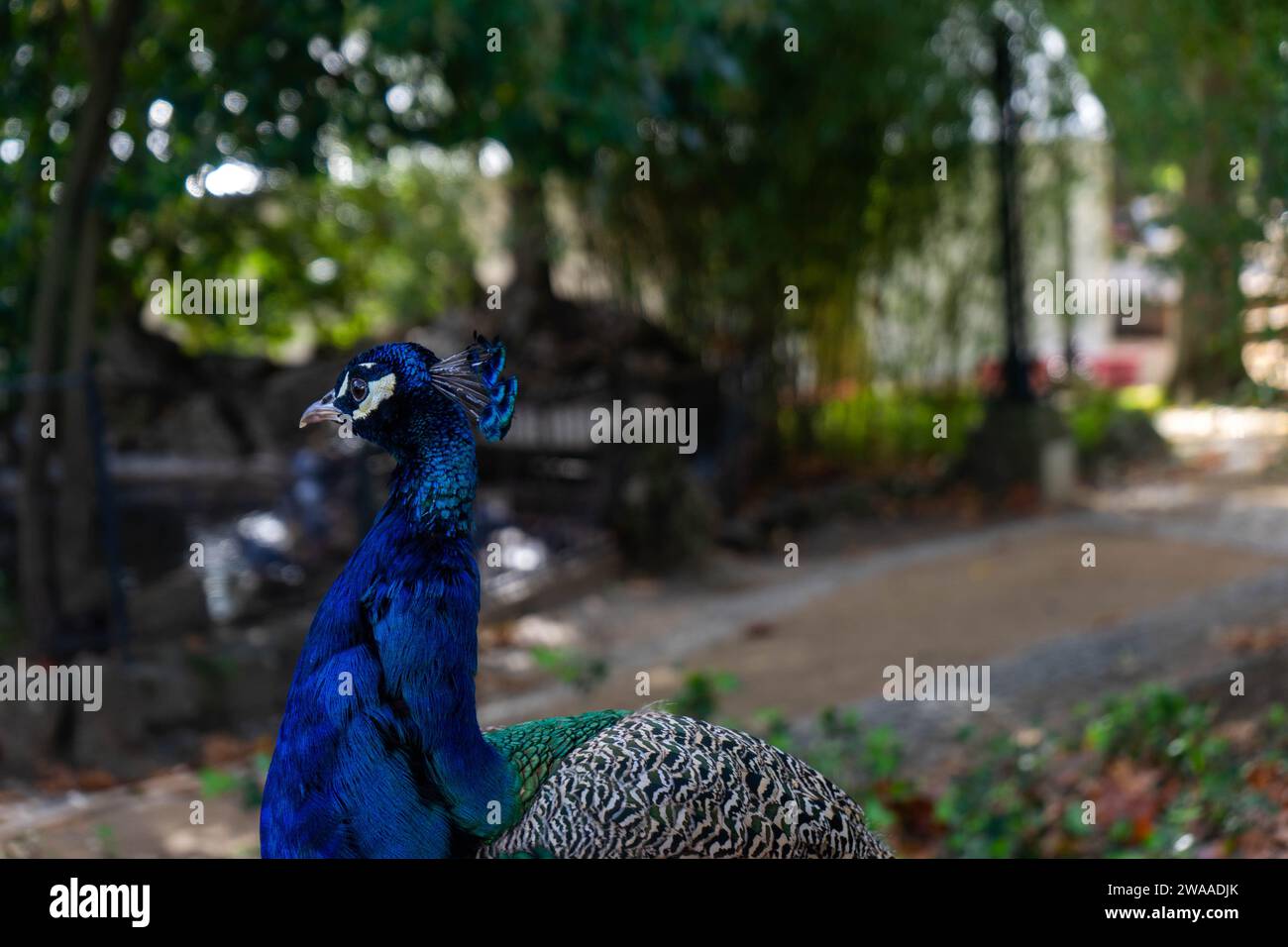 Paon perché tranquillement sur le banc de jardin, exsudant élégance et détente. Banque D'Images