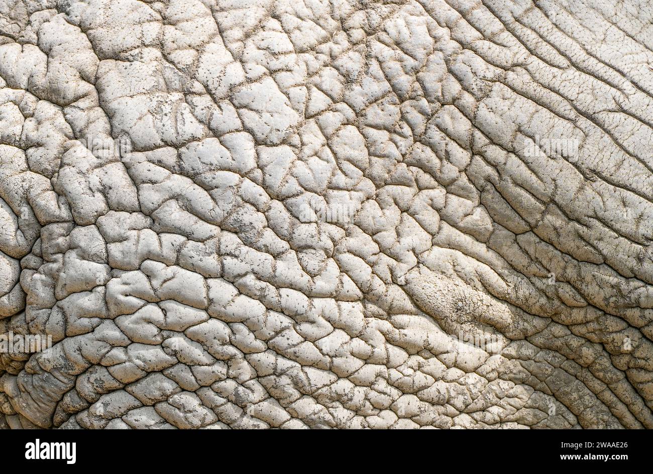 Gros plan sur la peau d'éléphant. Peau grise, épaisse, ridée, coriacée. Fond ou texture. Banque D'Images