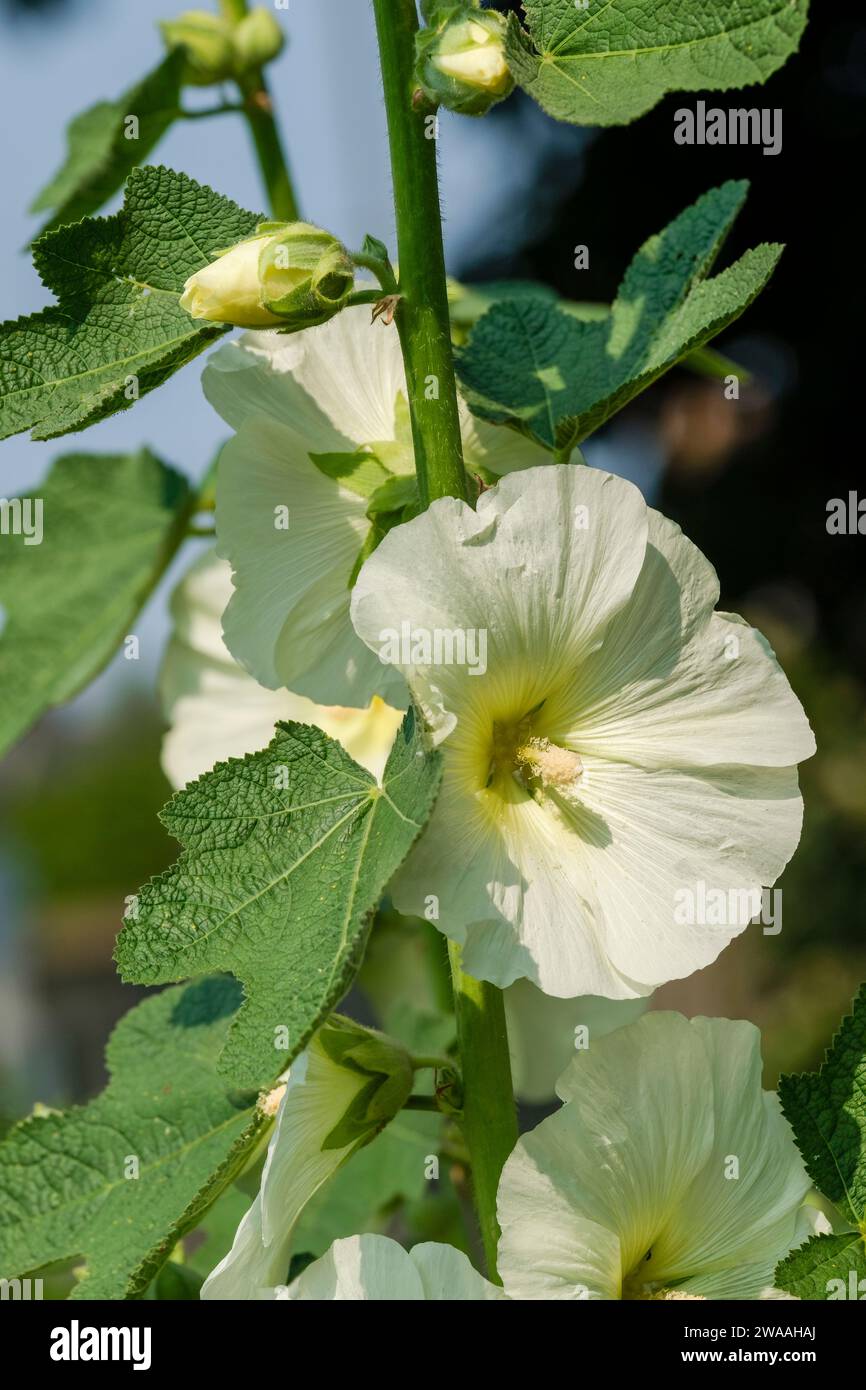 Alcea rosea Lemon Light, plante hollyhock avec des fleurs blanches avec des centres jaunes Banque D'Images