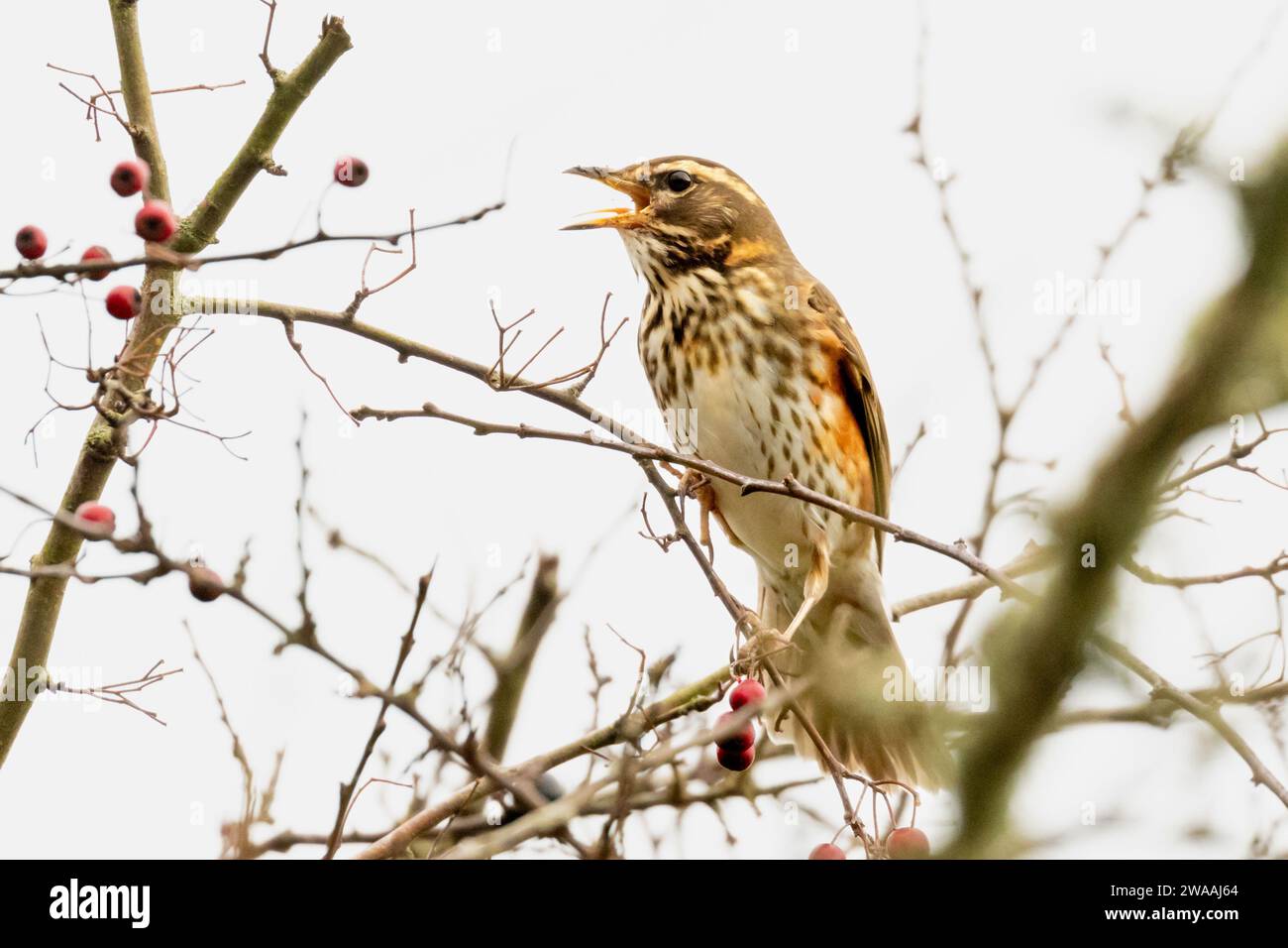 Oiseau rouge, Turdus iliacus, East Sussex, Royaume-Uni Banque D'Images