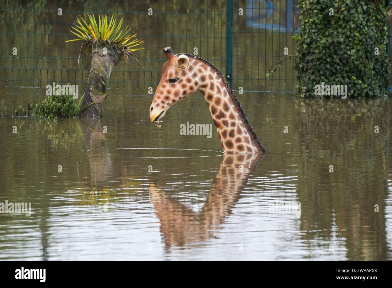 Stourport on Severn, Worcestershire, le 3 janvier 2024 - les niveaux d'eau continuent d'augmenter à travers Stourport-on-Severn mercredi alors que la pluie de la tempête Henk a provoqué de graves avertissements d'inondation dans une grande partie du Royaume-Uni. Un modèle de dinosaure sur un parcours de mini-golf, nommé Dennis par les habitants qui l'utilisent comme jauge de hauteur d'inondation, est maintenant «profond de l'épaule», lundi il était «profond du genou». Geoffrey la girafe est aussi jusqu'au cou dans l'eau. - Crédit : Arrêter Press Media/Alamy Live News Banque D'Images