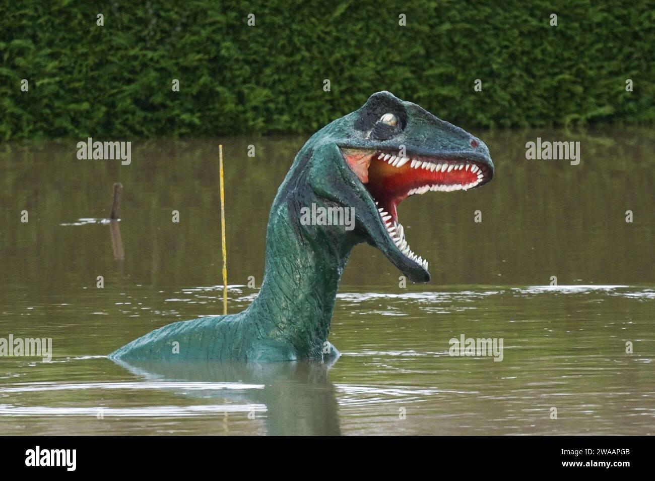Stourport on Severn, Worcestershire, le 3 janvier 2024 - les niveaux d'eau continuent d'augmenter à travers Stourport-on-Severn mercredi alors que la pluie de la tempête Henk a provoqué de graves avertissements d'inondation dans une grande partie du Royaume-Uni. Un modèle de dinosaure sur un parcours de mini-golf, nommé Dennis par les habitants qui l'utilisent comme jauge de hauteur d'inondation, est maintenant «profond de l'épaule», lundi il était «profond du genou». Geoffrey la girafe est aussi jusqu'au cou dans l'eau. - Crédit : Arrêter Press Media/Alamy Live News Banque D'Images