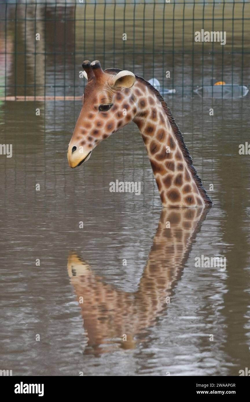 Stourport on Severn, Worcestershire, le 3 janvier 2024 - les niveaux d'eau continuent d'augmenter à travers Stourport-on-Severn mercredi alors que la pluie de la tempête Henk a provoqué de graves avertissements d'inondation dans une grande partie du Royaume-Uni. Un modèle de dinosaure sur un parcours de mini-golf, nommé Dennis par les habitants qui l'utilisent comme jauge de hauteur d'inondation, est maintenant «profond de l'épaule», lundi il était «profond du genou». Geoffrey la girafe est aussi jusqu'au cou dans l'eau. - Crédit : Arrêter Press Media/Alamy Live News Banque D'Images