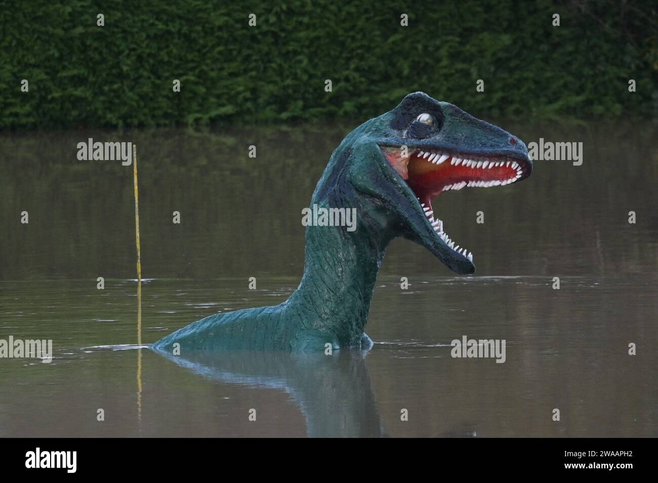 Stourport on Severn, Worcestershire, le 3 janvier 2024 - les niveaux d'eau continuent d'augmenter à travers Stourport-on-Severn mercredi alors que la pluie de la tempête Henk a provoqué de graves avertissements d'inondation dans une grande partie du Royaume-Uni. Un modèle de dinosaure sur un parcours de mini-golf, nommé Dennis par les habitants qui l'utilisent comme jauge de hauteur d'inondation, est maintenant «profond de l'épaule», lundi il était «profond du genou». Geoffrey la girafe est aussi jusqu'au cou dans l'eau. - Crédit : Arrêter Press Media/Alamy Live News Banque D'Images