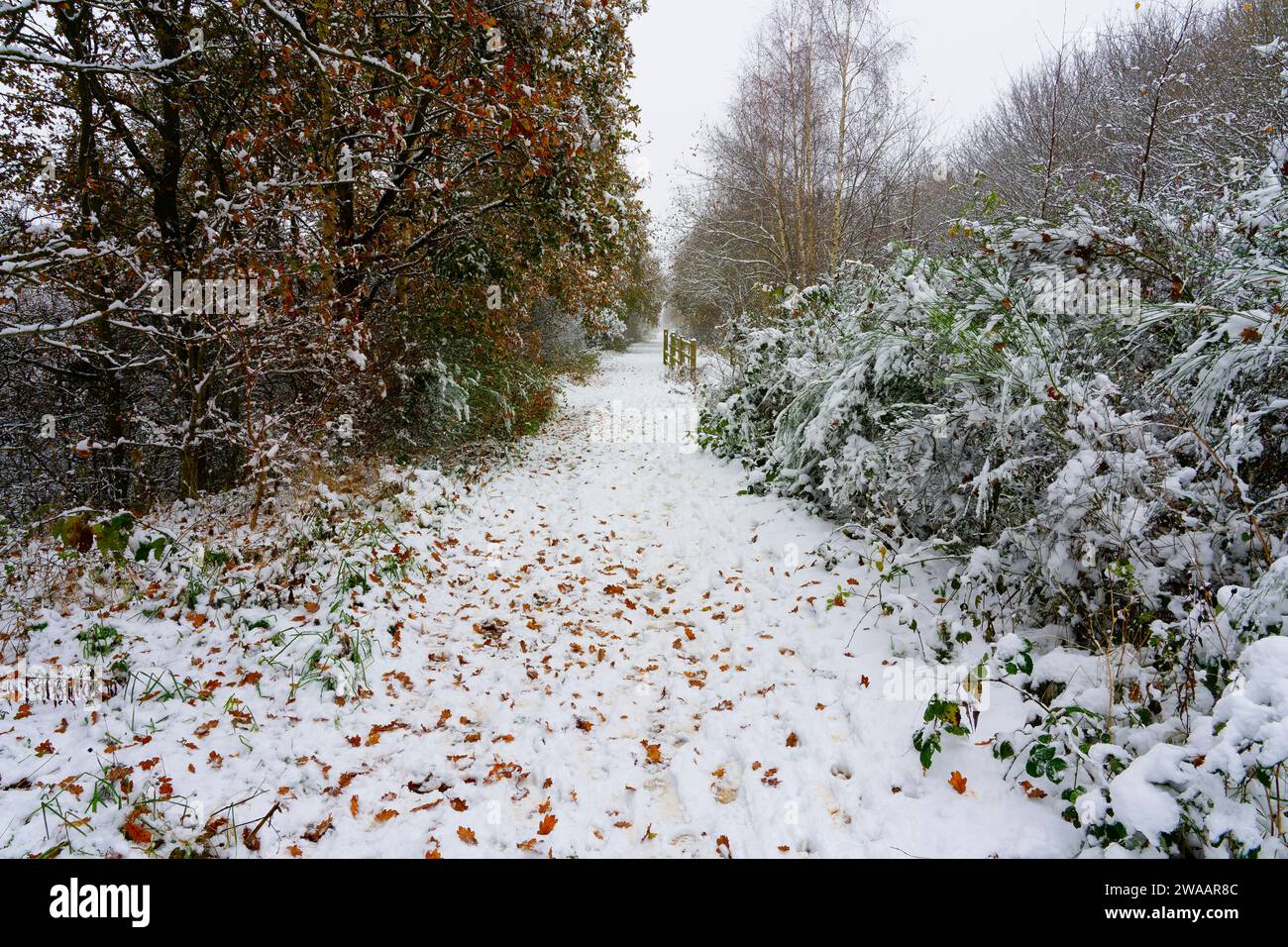 Les empreintes de pas et les feuilles tombées reposent dans la neige couvrant un vieux chemin de fer abandonné. Banque D'Images