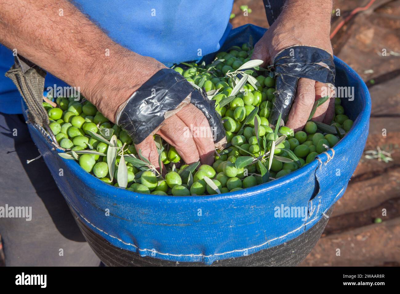 Cueilleuse d'olives avec les mains au-dessus du panier de cueillette de fruits. Doigts protégés par un ruban isolant Banque D'Images