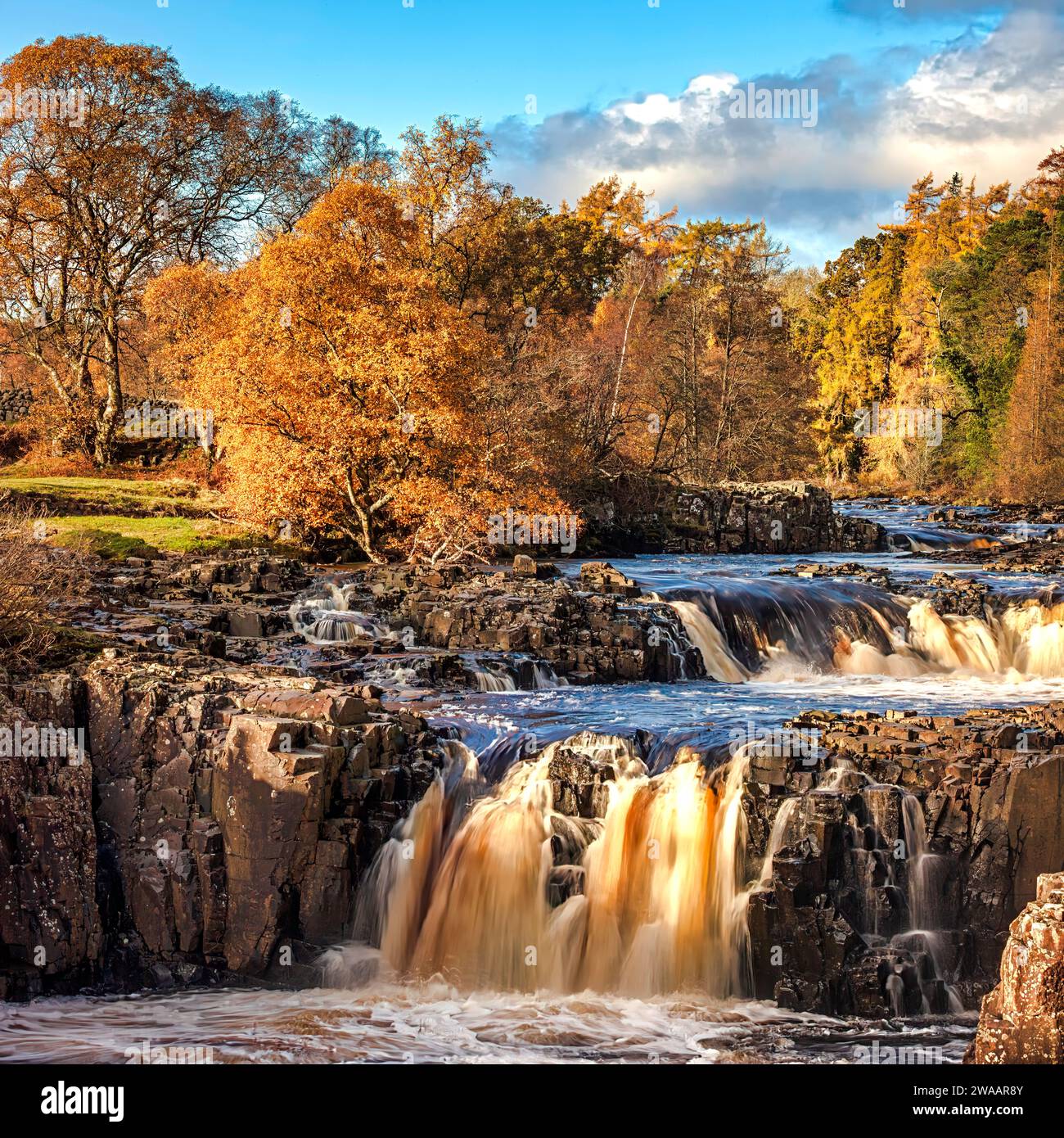 Vue diurne dans des conditions ensoleillées en automne de Low Force Waterfall à Teesdale près de Bowlees, comté de Durham. Angleterre, Royaume-Uni Banque D'Images