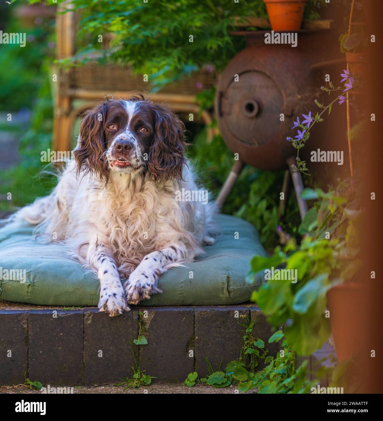 Un vieux chien Springer Spaniel anglais s'est assis sur son lit dans un jardin cottage par une journée d'été chaude et ensoleillée Banque D'Images