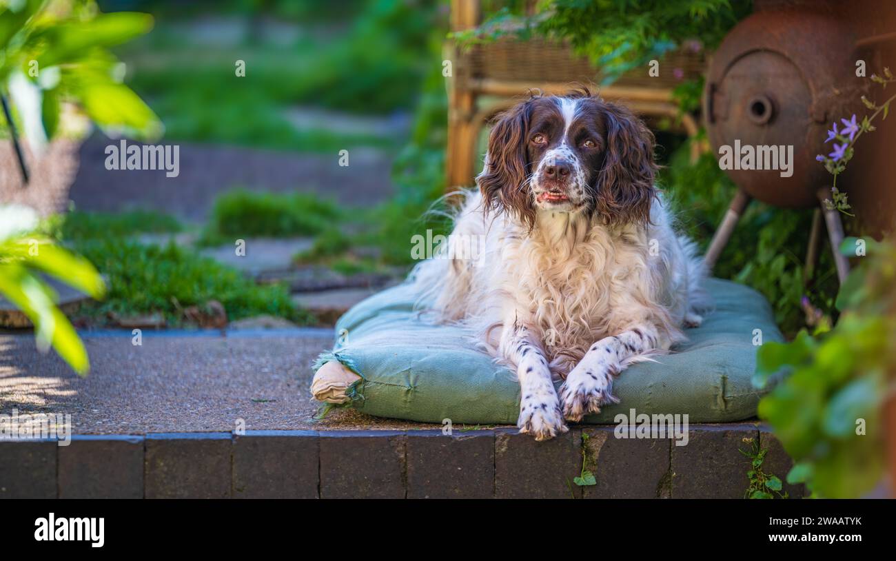 Un vieux chien Springer Spaniel anglais s'est assis sur son lit dans un jardin cottage par une journée d'été chaude et ensoleillée Banque D'Images