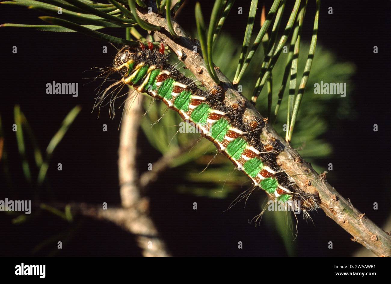 Le papillon des lune espagnol (Graellsia isabellae) est un papillon endémique de l'Espagne et de la France. Caterpillar sur une plante d'alimentation Pinus sylvestris. Banque D'Images