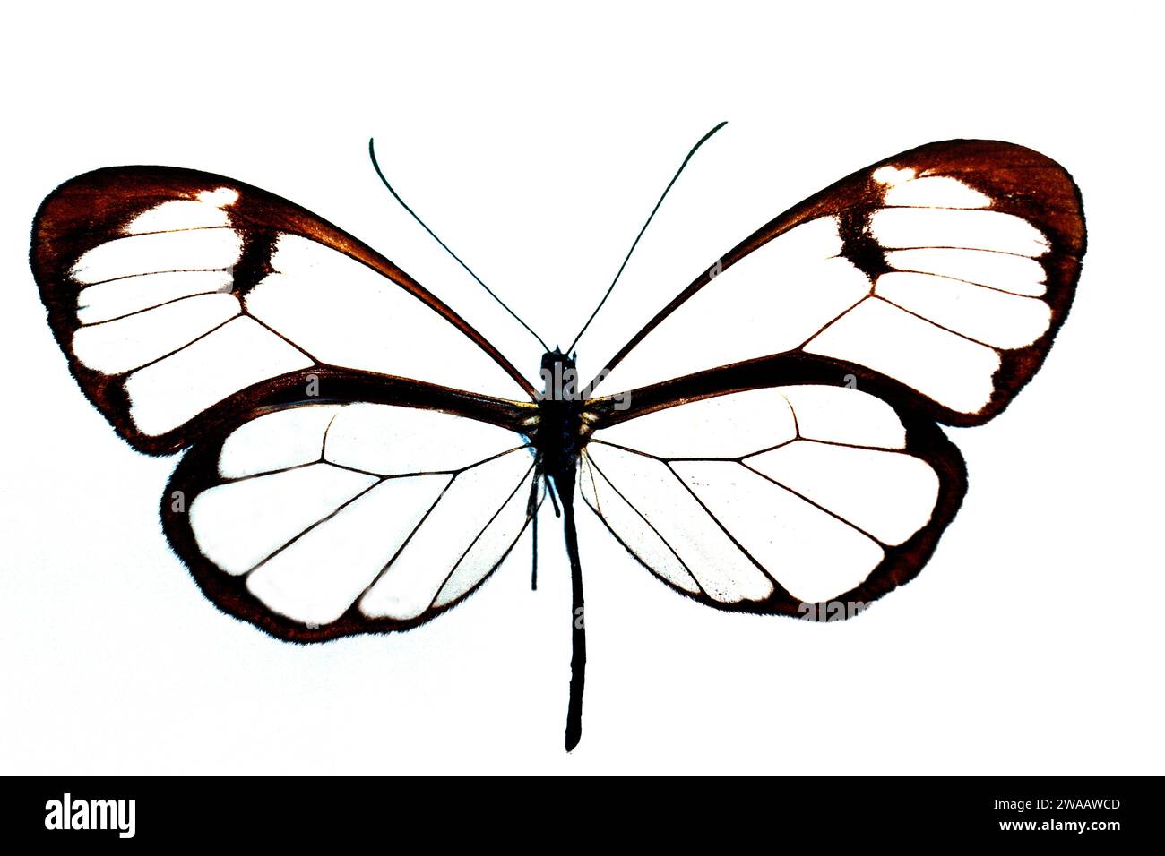 GRETA morgane est un papillon originaire du Mexique et de l'Amérique centrale. Adulte, côté dorsal. Banque D'Images