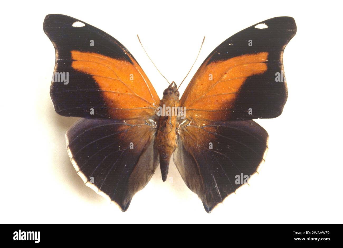 Orion cecropien (Historis odius) est un papillon originaire de l'Amérique du Nord. Adulte, côté dorsal. Banque D'Images