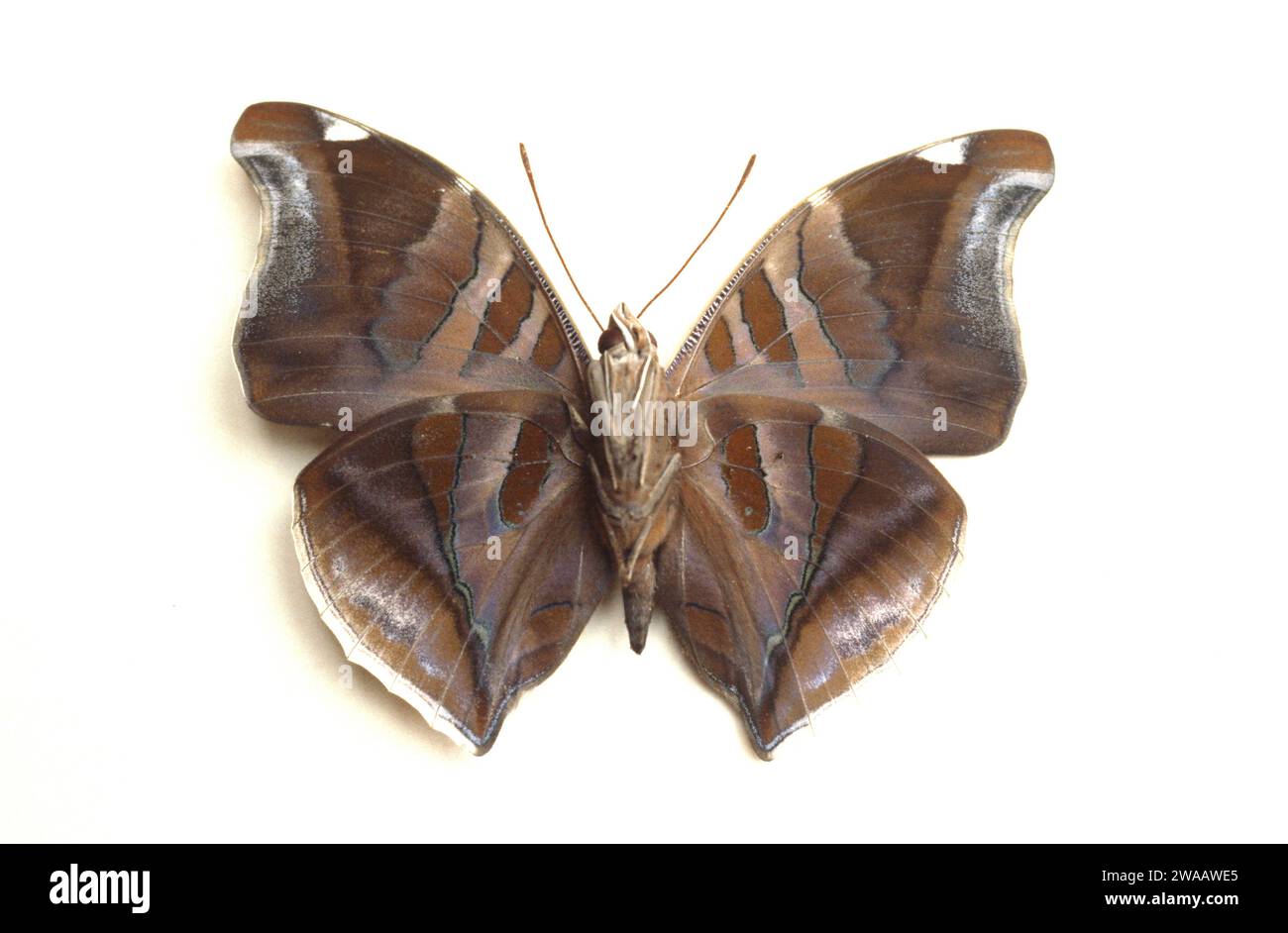 Orion cecropien (Historis odius) est un papillon originaire de l'Amérique du Nord. Adulte, côté ventral. Banque D'Images