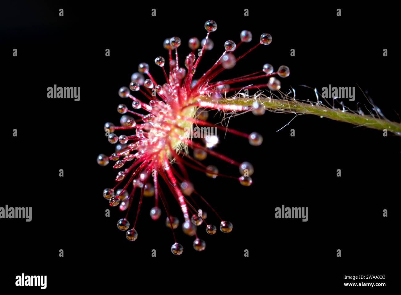 Photo macro de plantes carnivores tropicales rouges (Drosera paradoxa) cultivées en intérieur avec de petites gouttes de rosée sur la feuille Banque D'Images