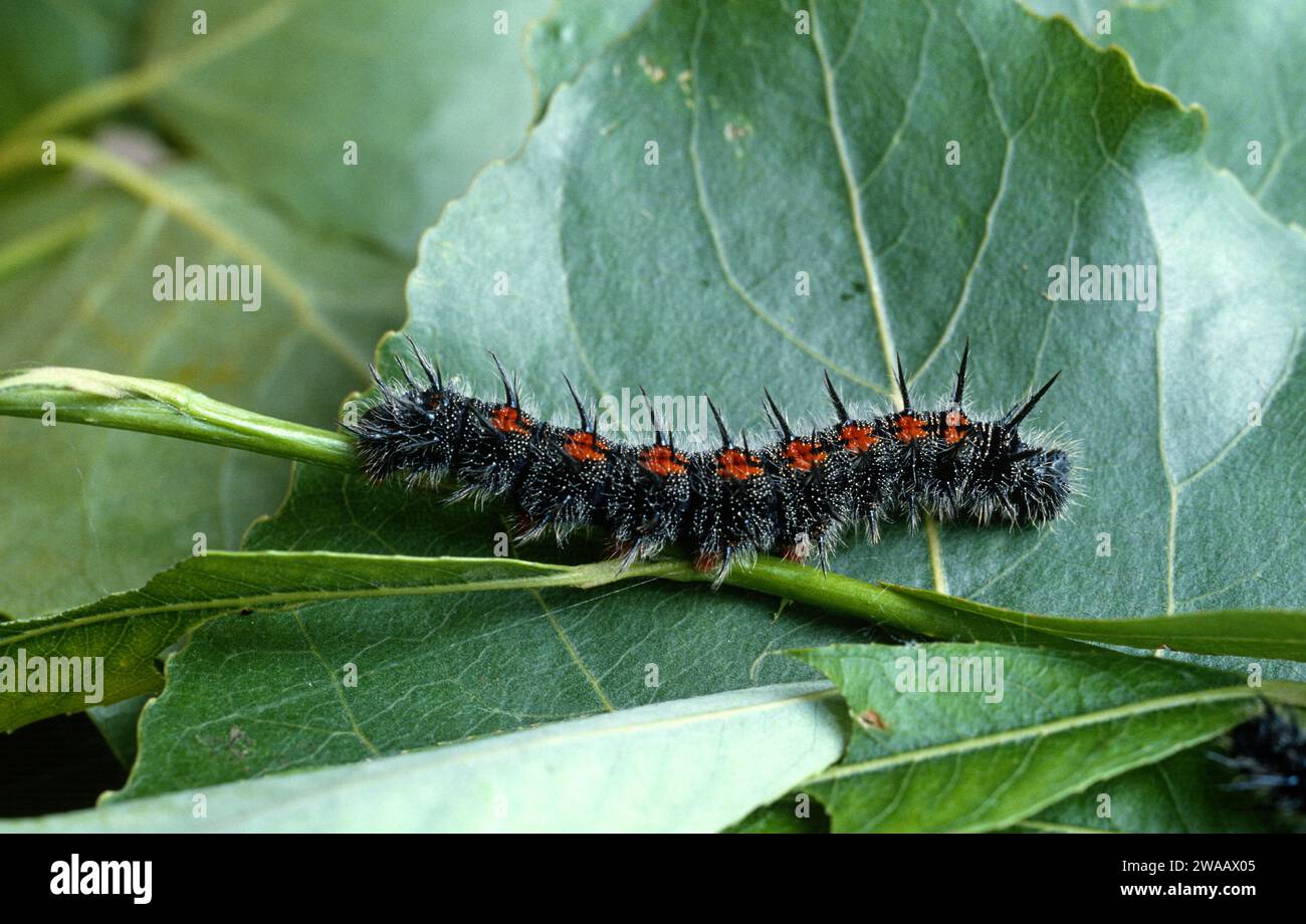 Le calaque de beauté ou de deuil (Nymphalis antiopa) est un papillon originaire d'Eurasie et d'Amérique du Nord. Caterpillar. Banque D'Images