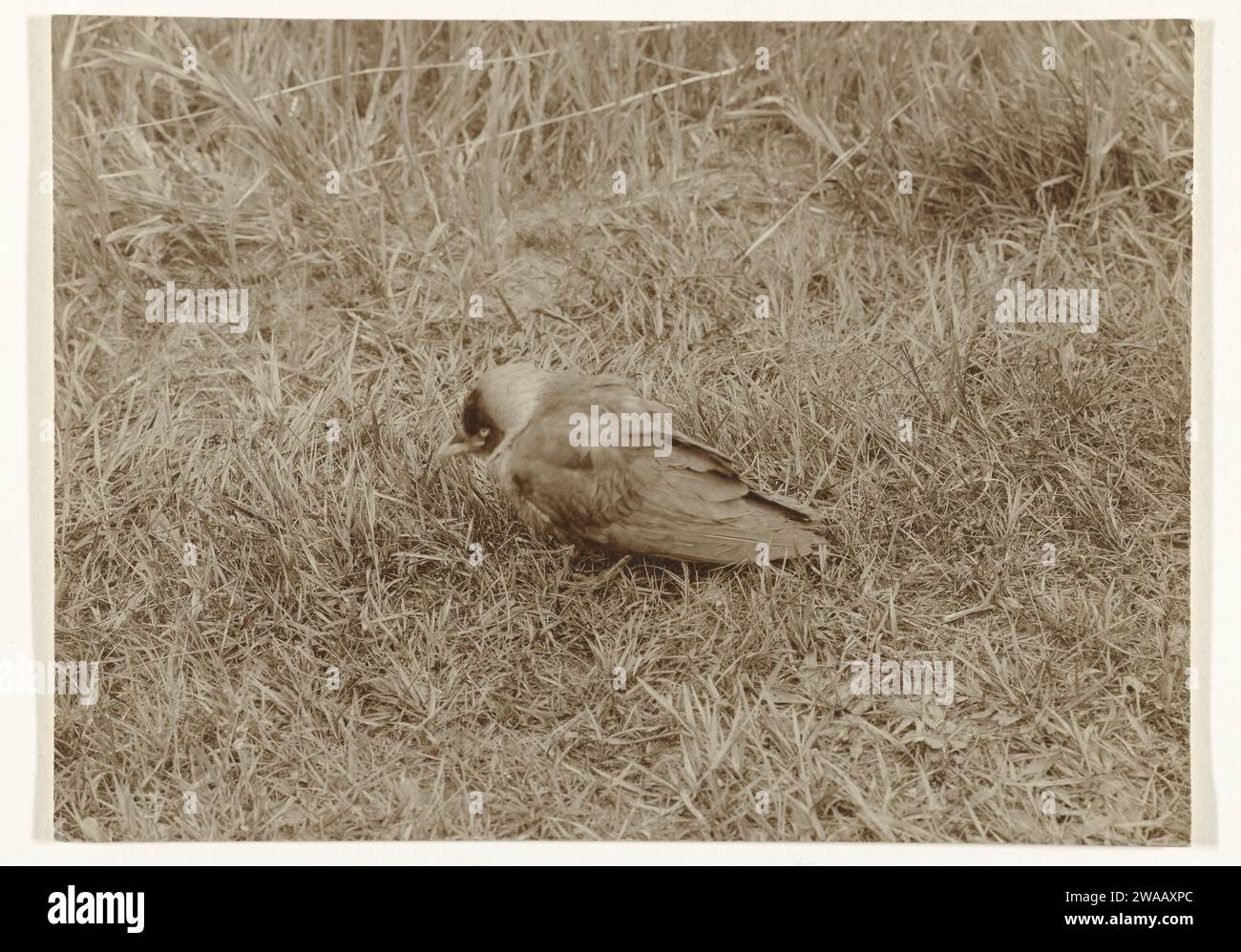 Mâcher dans et pâturage, 1900 - 1930 photographie papier néerlandais Banque D'Images